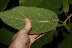 Gmelina leichhardtii