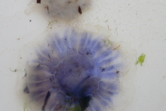 Cyanea lamarckii