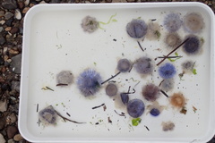 Cyanea lamarckii