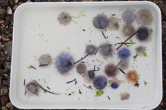Cyanea lamarckii