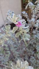 Leucophyllum frutescens
