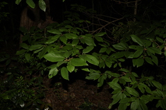 Gmelina leichhardtii