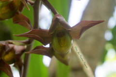 Catasetum maculatum