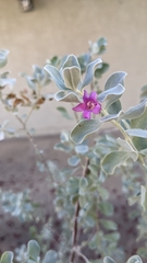 Leucophyllum frutescens