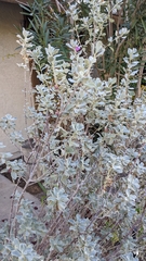 Leucophyllum frutescens