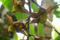 Catasetum maculatum