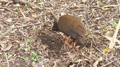 Megapodius reinwardt