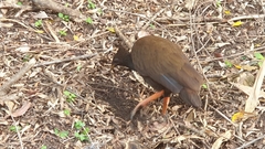 Megapodius reinwardt