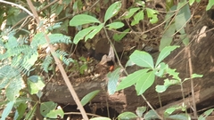 Megapodius reinwardt