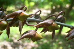 Catasetum maculatum