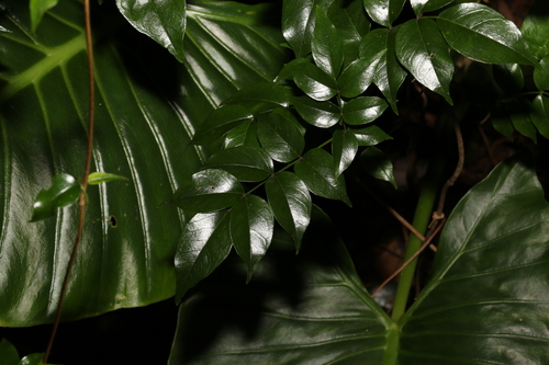 Image of Pandorea floribunda by (c) Greg Tasney, some rights reserved (CC BY-SA)