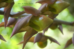 Catasetum maculatum