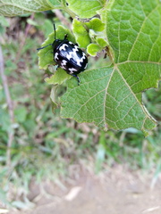 Leptinotarsa lacerata