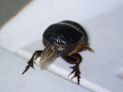 Scarabaeoidea