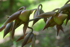 Catasetum maculatum