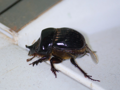 Scarabaeoidea