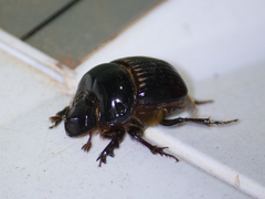 Scarabaeoidea