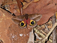 Automeris basalis