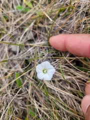 Convolvulus waitaha
