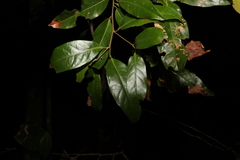 Cryptocarya glaucescens