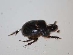 Scarabaeoidea