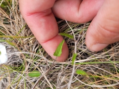 Convolvulus waitaha