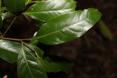 Cryptocarya glaucescens