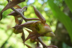 Catasetum maculatum