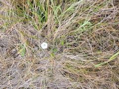 Convolvulus waitaha