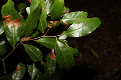 Cryptocarya glaucescens