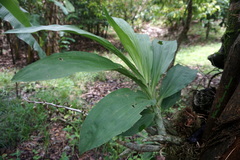 Catasetum maculatum