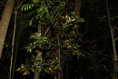 Cryptocarya glaucescens