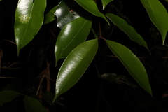 Syzygium crebrinerve