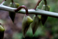 Catasetum maculatum