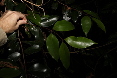 Syzygium crebrinerve