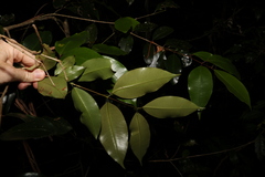 Syzygium crebrinerve