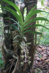 Catasetum maculatum