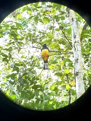 Trogon melanocephalus