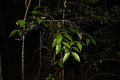 Syzygium crebrinerve