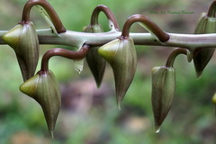 Catasetum maculatum