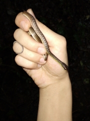 Dendrophidion percarinatum