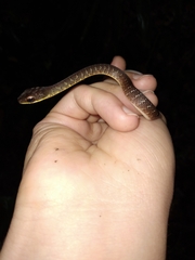 Dendrophidion percarinatum