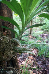 Catasetum maculatum