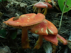 Hygrocybe coccinea