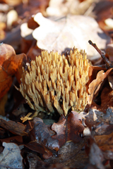 Phaeoclavulina flaccida