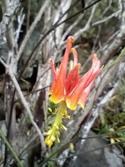 Aquilegia eximia