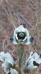 Chloraea bletioides