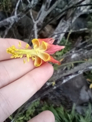 Aquilegia eximia