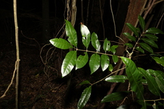 Dysoxylum fraserianum