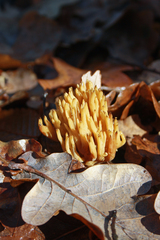 Phaeoclavulina flaccida